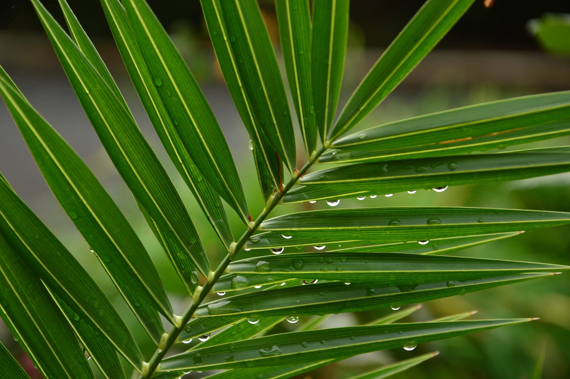 palm-leaf Stock Images Religious Nature