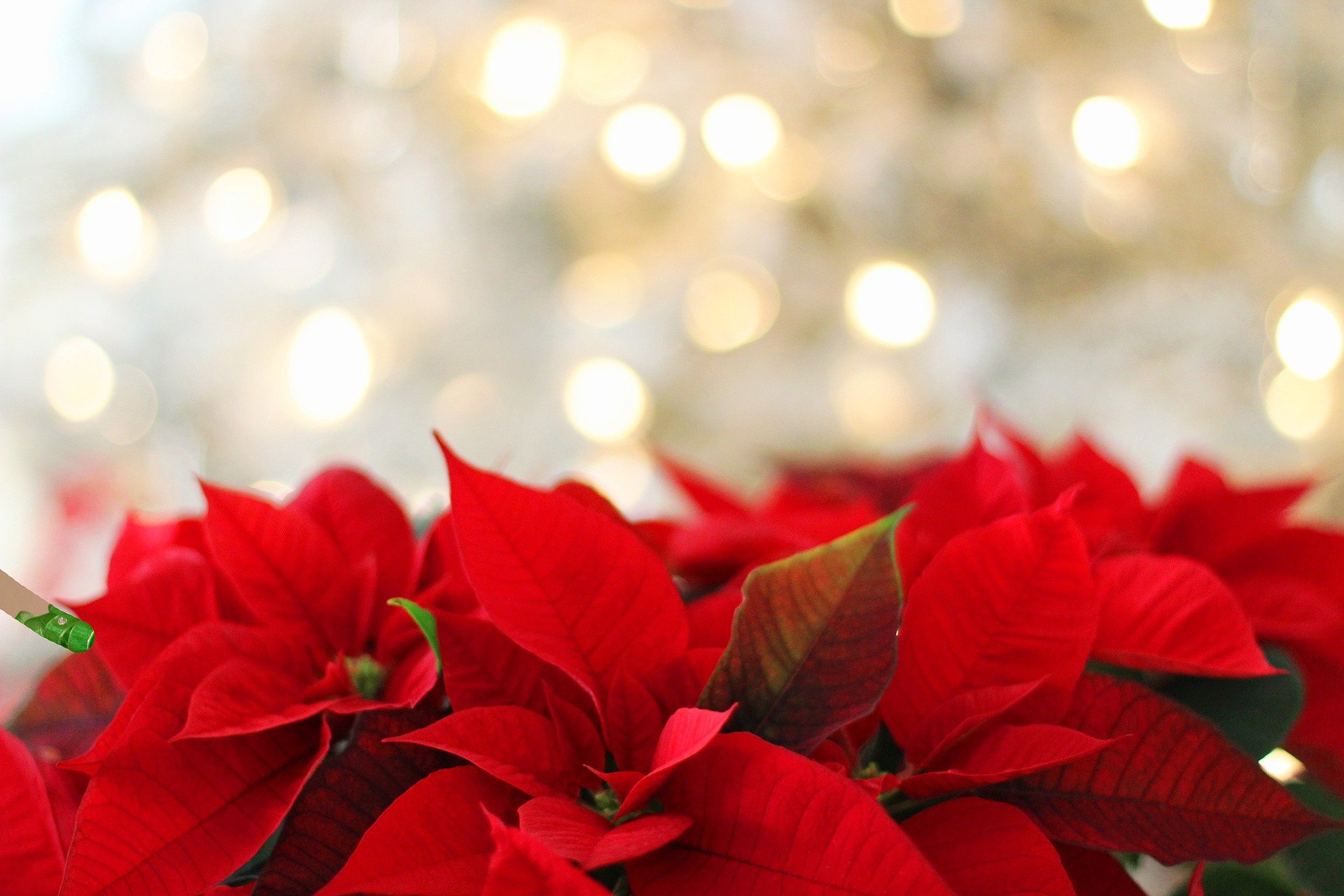 poinsettia Christmas Stock Images Seasons Religious