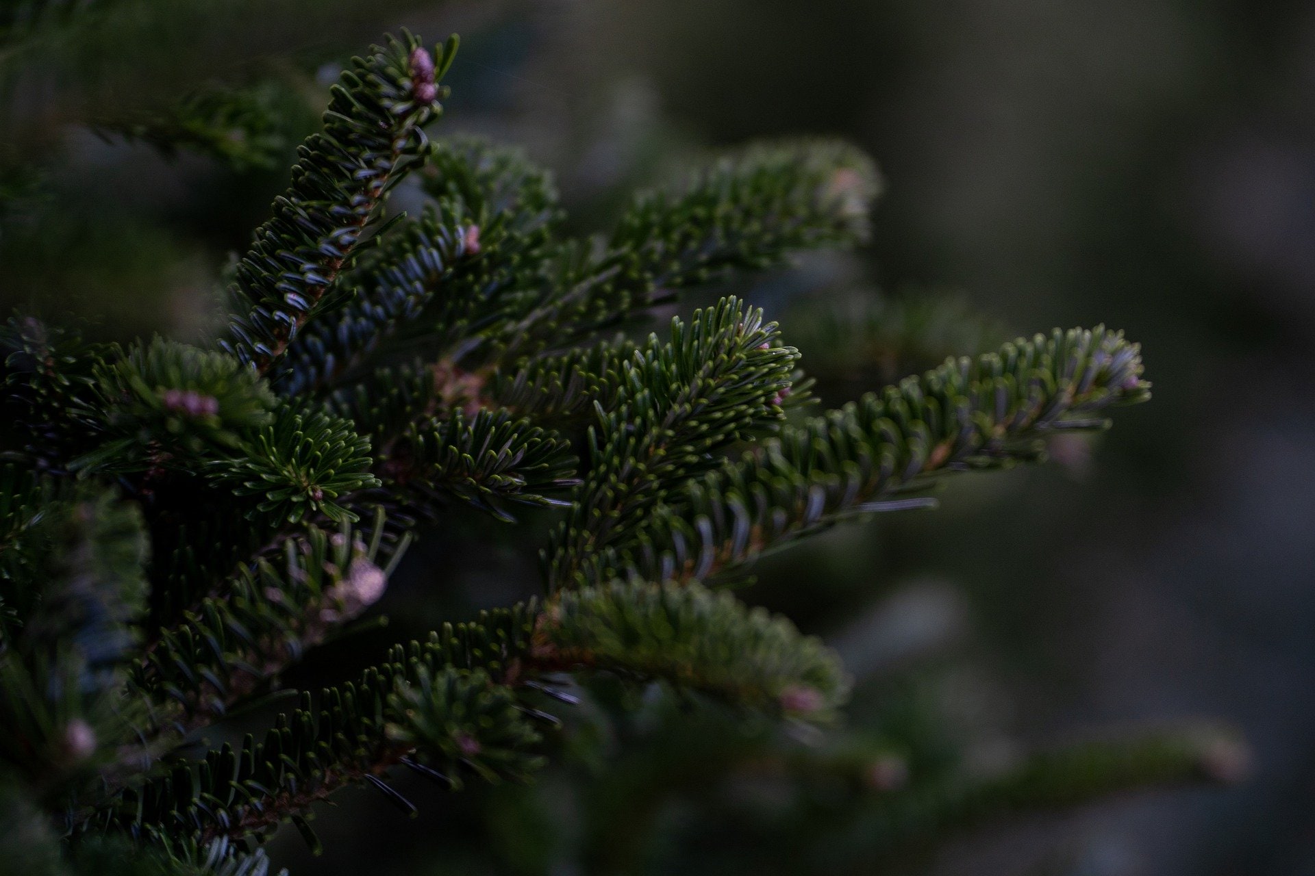 Christmas Tree Stock Images Seasons Nature