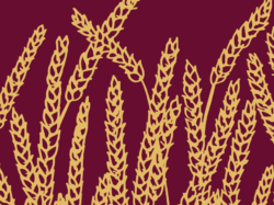 picture of wheat