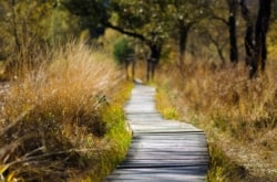 boardwalk through meadow