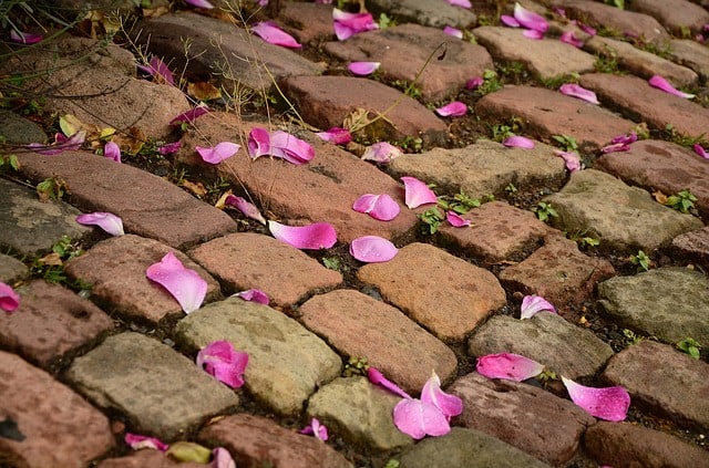 cobblestones with flower petals
