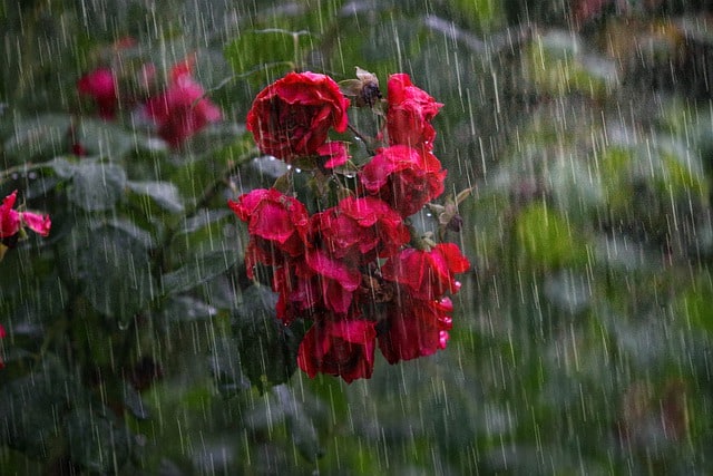 rain on rosebush
