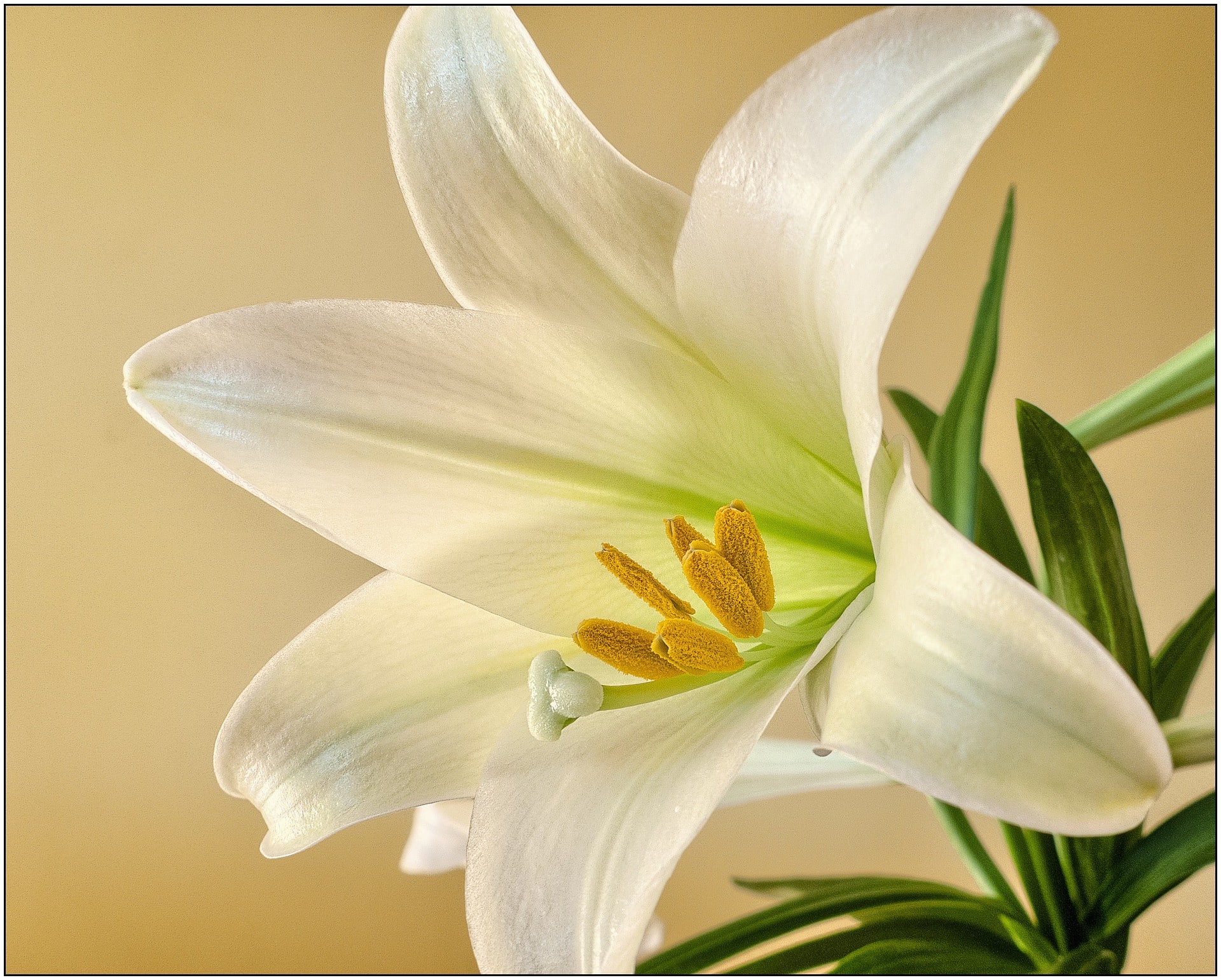 Stock Images, Flower, Relgious, Easter Sunday