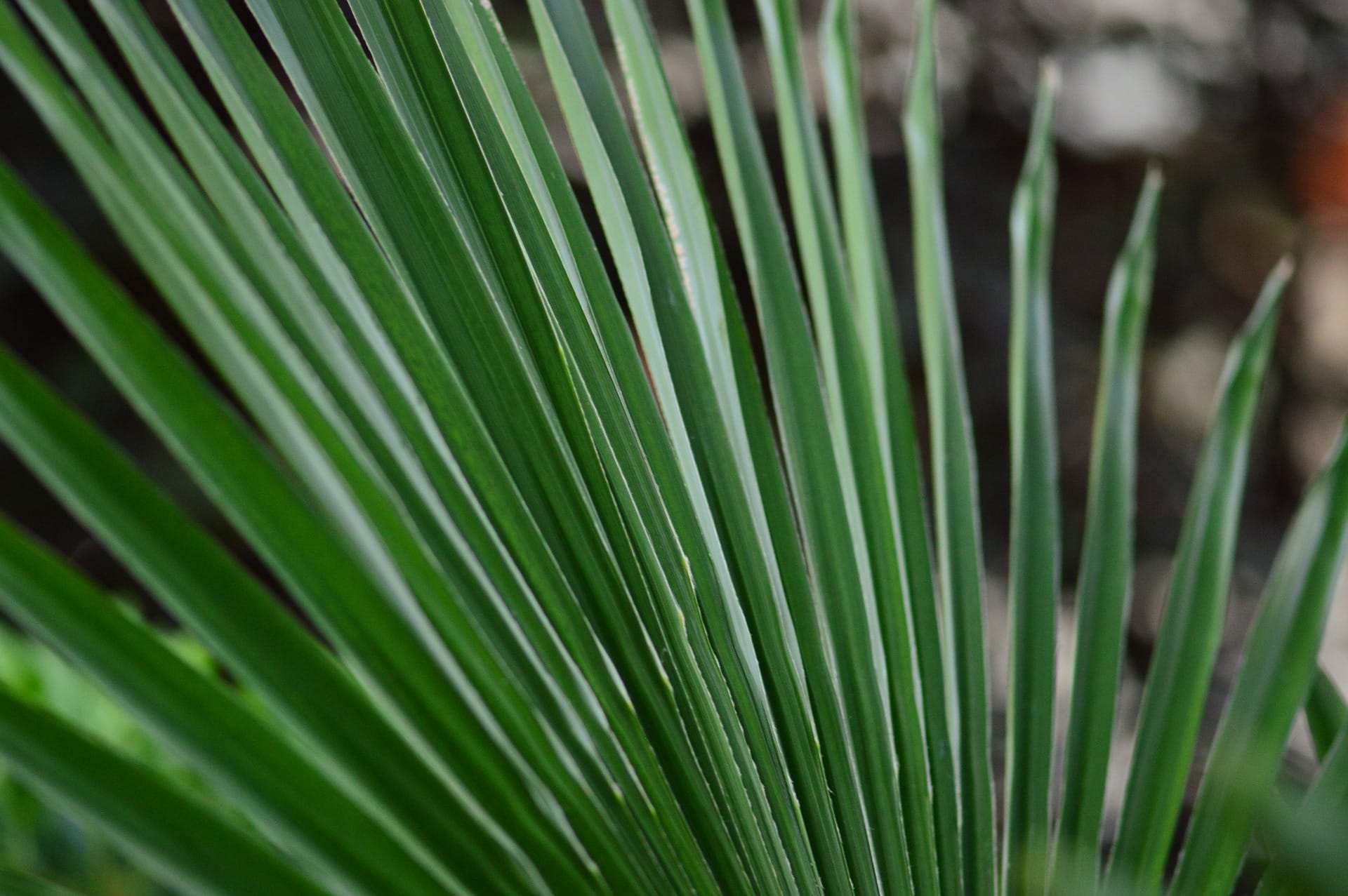 Stock Images. Palm Sunday Worship, Religious