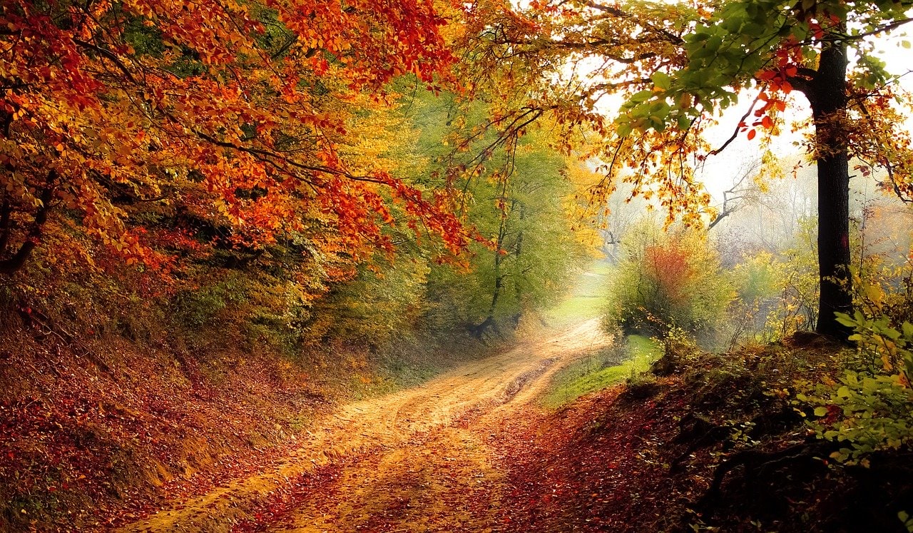 Autumn road Stock Images Seasons