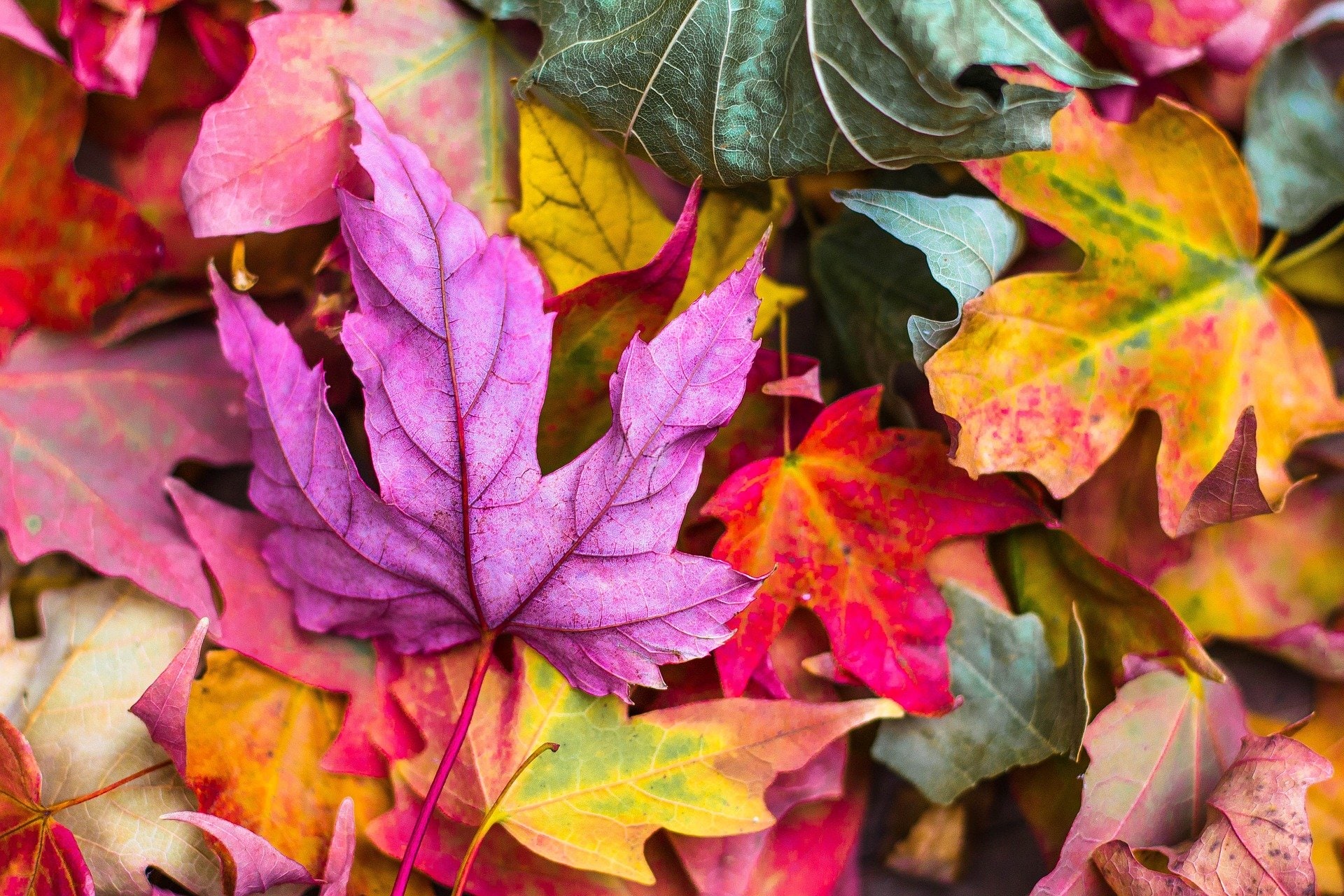 colorful fall leaves, stock image, seasons