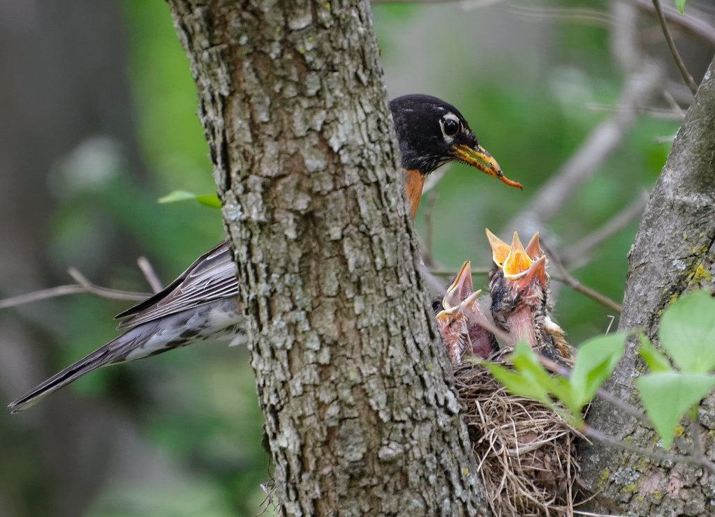 mt auburn cemetery robin
